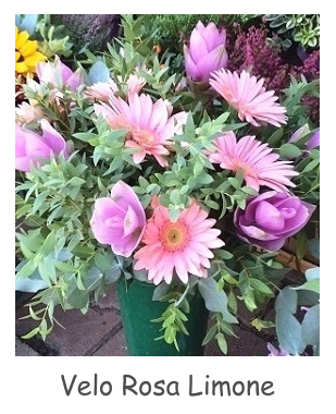 Velo Rosa Limone